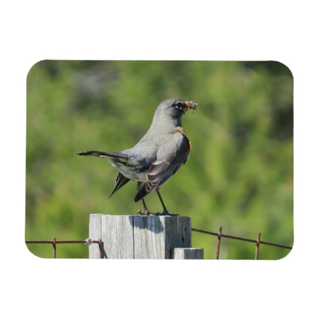 Spring Robin Magnet (Horizontal)