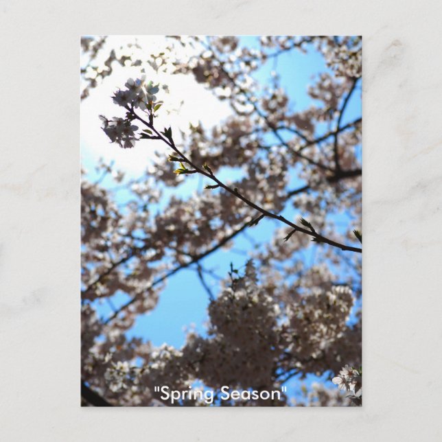 Spring Season Postcard (Front)