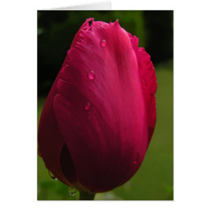 Spring Shower Tulip Card