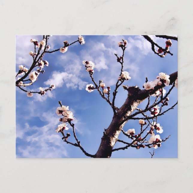 Spring Sky Blossoms Postcard (Front)