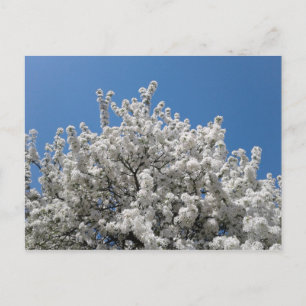 Spring Snow Crabapple Tree in Bloom Postcard