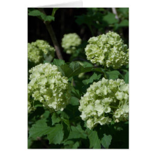 Spring Snowballs