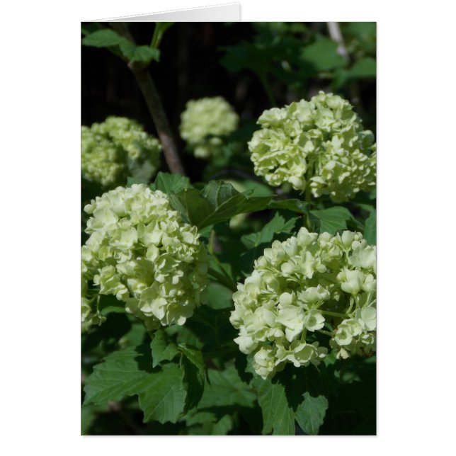 Spring Snowballs (Front)