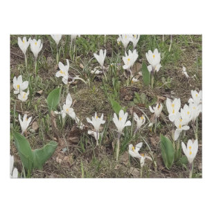 Spring Snowdrops Bloom in Soft Pastel Edition Poster