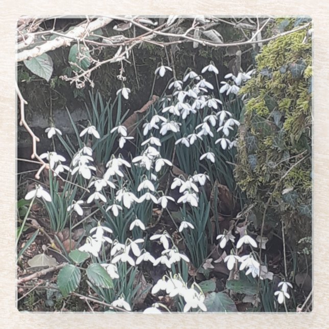 Spring Snowdrops Glass Coaster (Front)