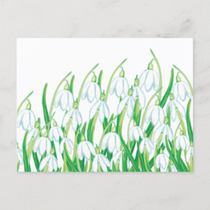 Spring Snowdrops Holiday Postcard