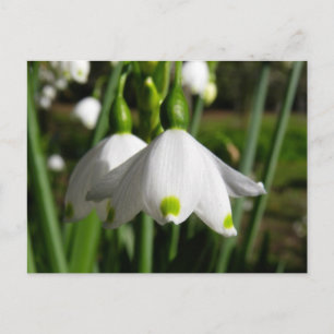 Spring Snowdrops Postcard
