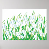 Spring Snowdrops