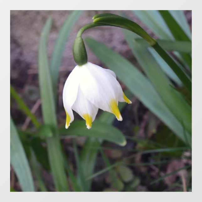 Spring Snowflake Leucojum vernum Flower  (Sheet)