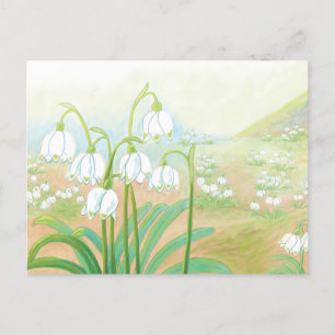Spring Snowflake, Leucojum vernum Illustration Postcard