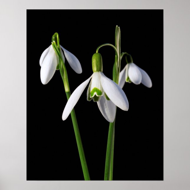 Spring Springs Eternal Poster (Front)