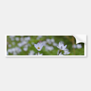Spring Starflower Bumper Sticker