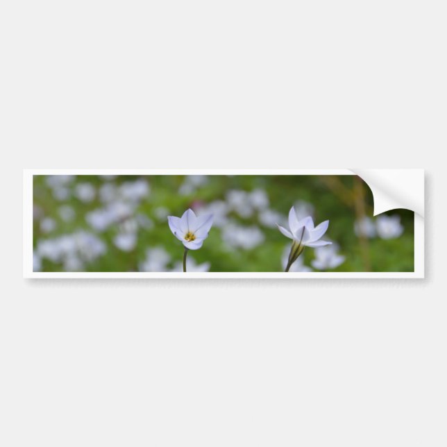 Spring Starflower Bumper Sticker (Front)