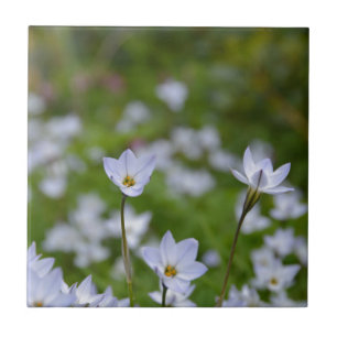 Spring Starflower Ceramic Tile