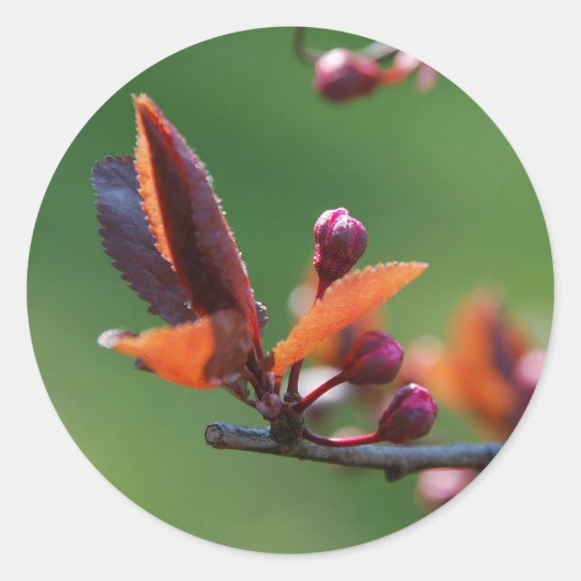 Spring Sticker (Front)