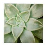 Spring Succulent Ceramic Tile<br><div class="desc">"Spring Succulent I" by Jason Johnson. Features a closeup of a succulent.</div>
