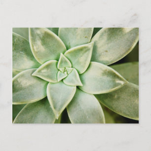 Spring Succulent Postcard