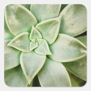 Spring Succulent Square Sticker