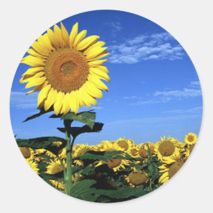 Spring Sunflower Classic Round Sticker