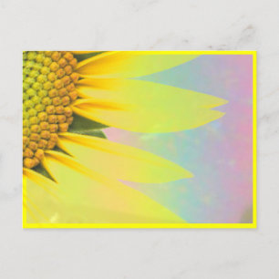 Spring sunflowers postcard