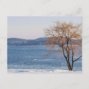 Spring Thaw, Steamboat Dock Postcard