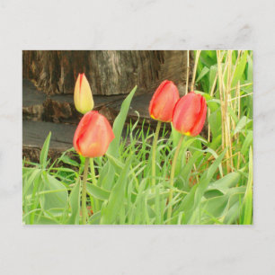 Spring Time 2 Postcard