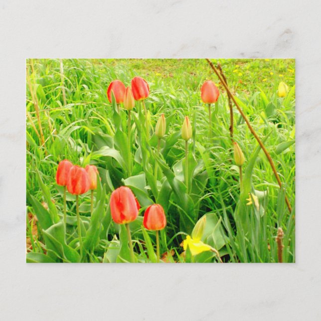 Spring Time 3 Postcard (Front)
