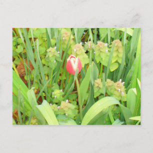 Spring Time 6 Postcard