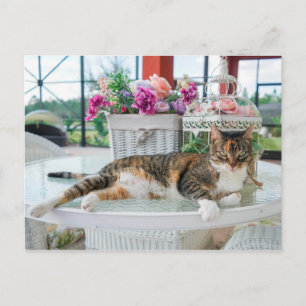 spring time cat postcard