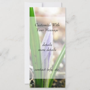 Spring Time!  Crocus Bud