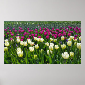 Spring time in Holland with Tulips Poster