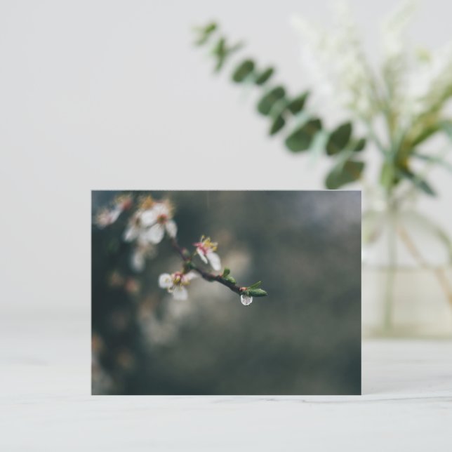 Spring time. Macro water dew Postcard (Standing Front)