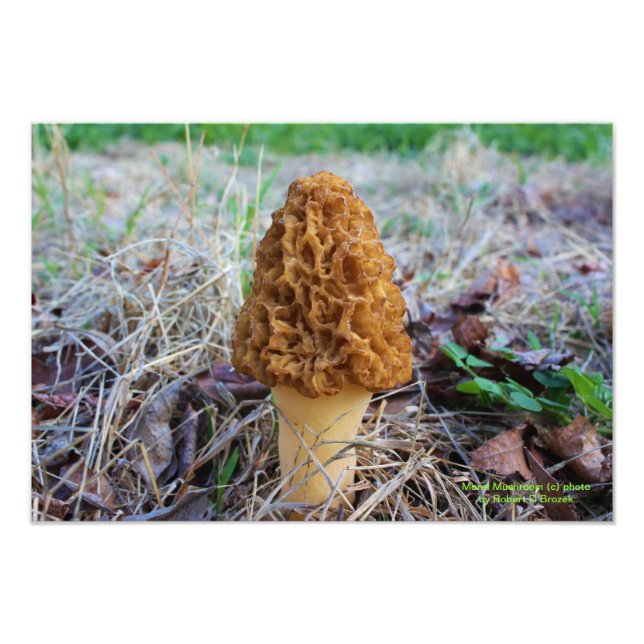 Spring Time Morel Mushroom Photo (Front)