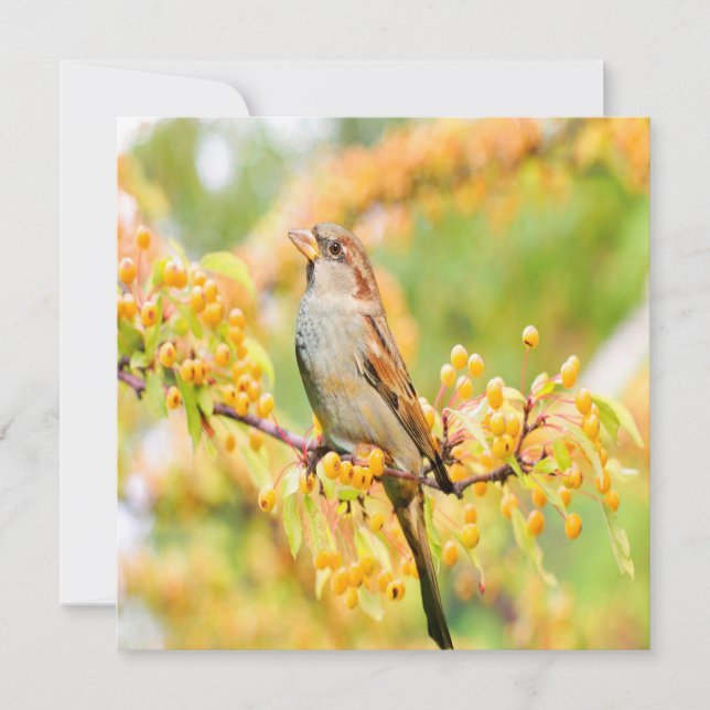 Spring Time Sparrow (Front)