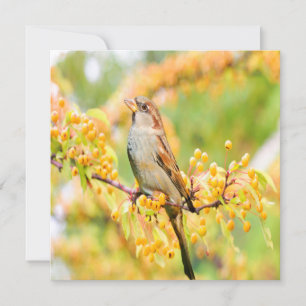 Spring Time Sparrow