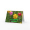 Spring Time Tulip's
