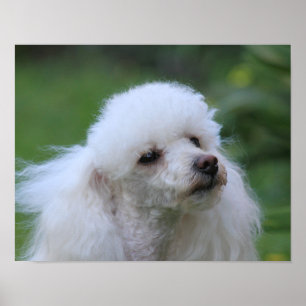 Spring toy poodle puppy poster