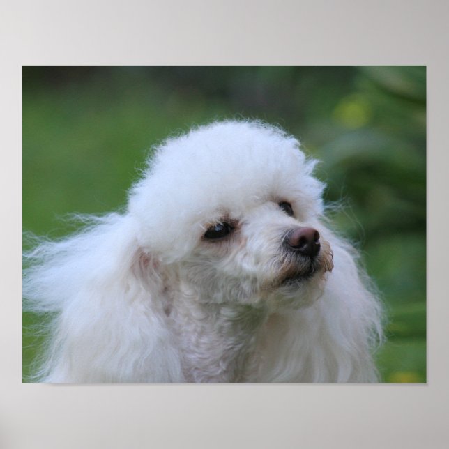 Spring toy poodle puppy poster (Front)