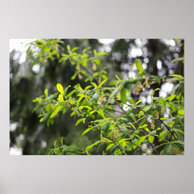 spring tree in the rain poster (Front)