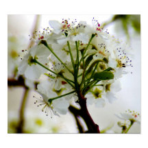 Spring Trees Poster