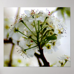 Spring Trees Poster