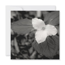 Spring Trillium Black and White 