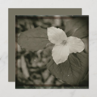 Spring Trillium Collodion Filter Card
