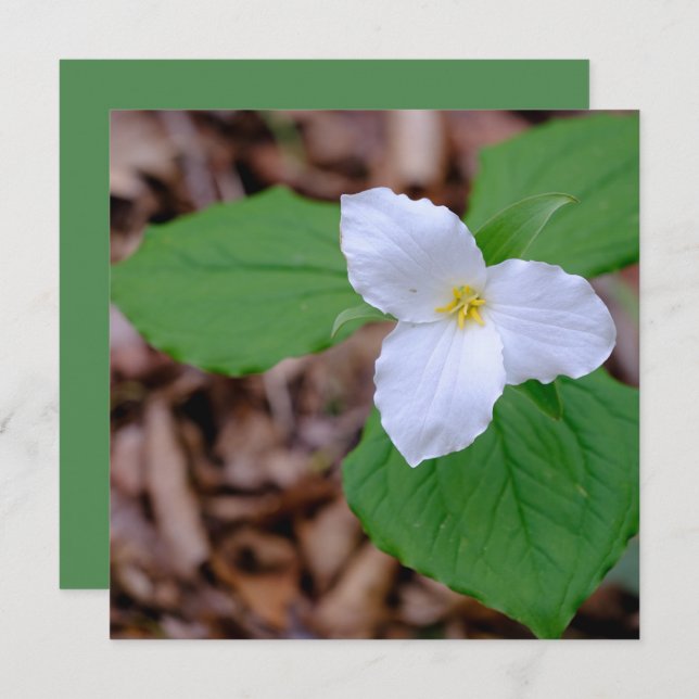 Spring Trillium Color Unedited Photography  Card (Front/Back)