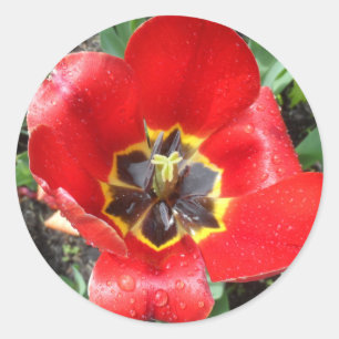 Spring Tulip Classic Round Sticker