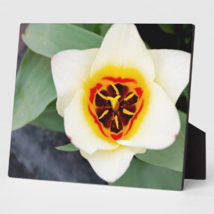Spring Tulip Close-Up Photo Plaque