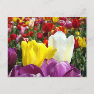 SPRING Tulip Flowers postcards Colourful Add Text