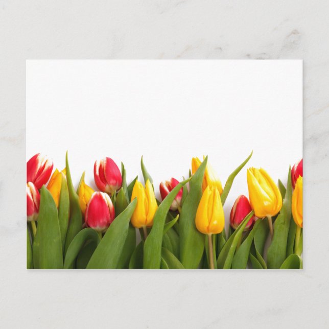 Spring Tulip Garden Postcard (Front)