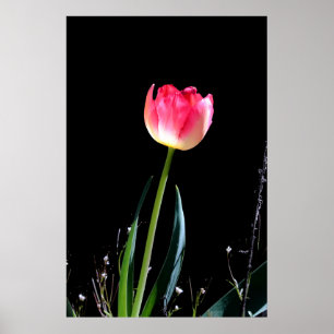 Spring tulip poster