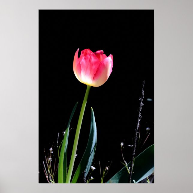 Spring tulip  poster (Front)